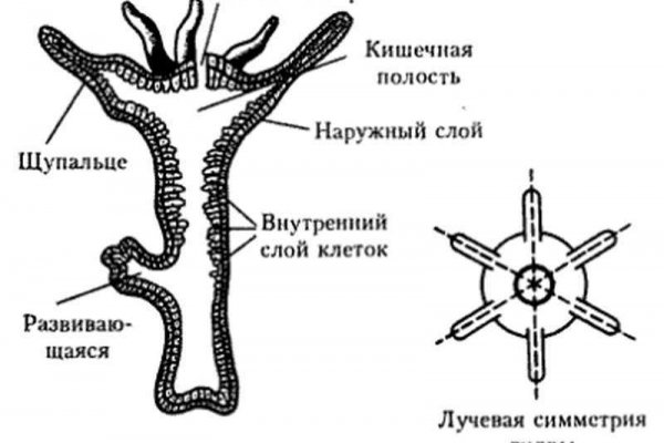 Kraken darknet market зеркало